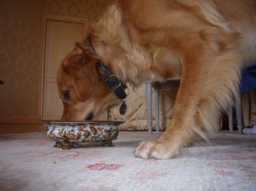 In France recently, when I'd forgotten Bean's food bowls, the chateau provided this for her dinner.